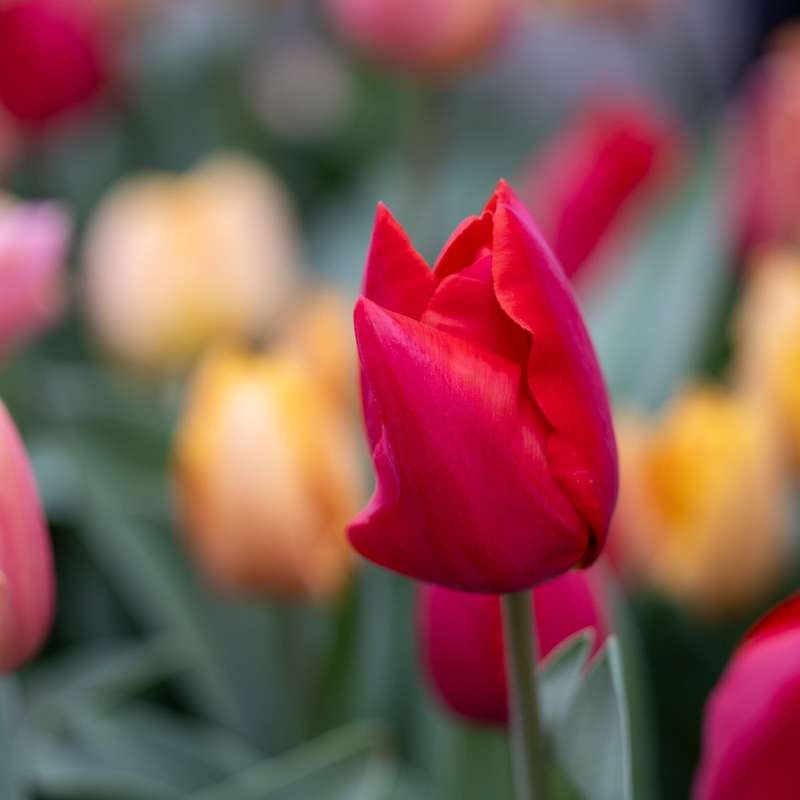 Tulipanblanding 'Jimmy Family'